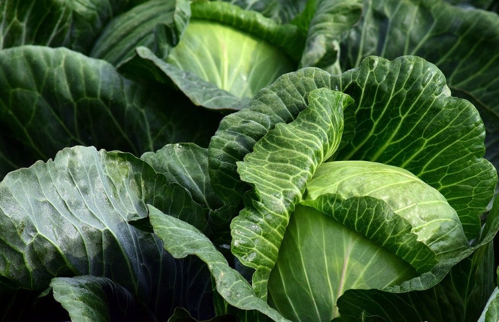 Aménager un potager dans un petit espace extérieur