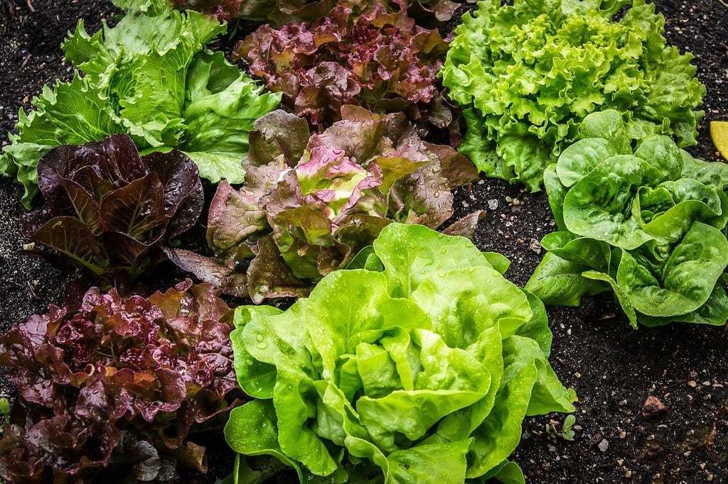 Cultiver des légumes toute l’année avec des astuces simples