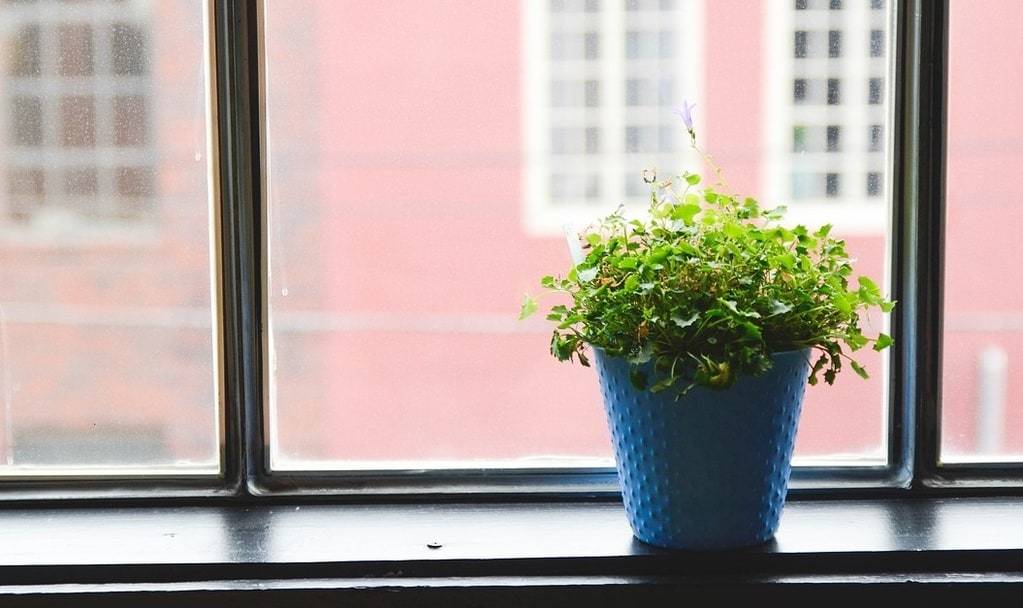 Intégrer la nature dans son intérieur : tendances 2025