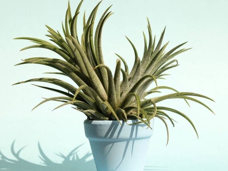 Intégrer la nature dans son intérieur&nbsp;: tendances 2025